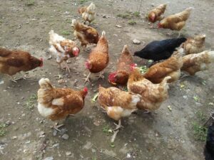 State suspends poultry events as avian flu continues to rise